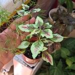 Amaranthus tricolorLeaf