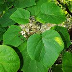 Catalpa ovata Leaf