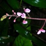 Desmodium axillare その他の提案