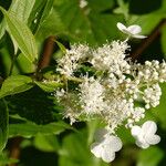 Hydrangea paniculata Цветок