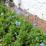 Meconopsis grandis Blüte