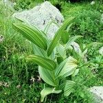 Veratrum album Лист