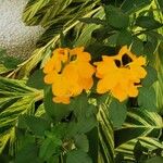 Crossandra infundibuliformis 花