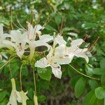 Rhododendron arborescens Blodyn