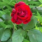 Rosa x odorata Fula