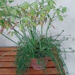 Albuca namaquensis Habit