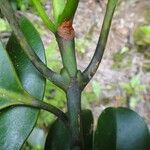 Garcinia vieillardii Φλοιός