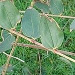 Coriaria myrtifolia Hoja