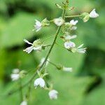 Circaea lutetiana Blüte