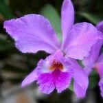 Cattleya jenmanii