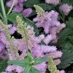 Astilbe rubra Blomma