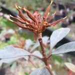 Rhododendron apoanum Plod