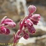 Saxifraga media Floare