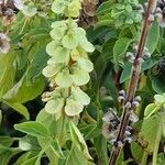 Ocimum campechianum Fruit