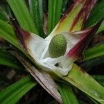 Freycinetia sulcata Flower
