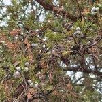 Juniperus excelsa Mbuma
