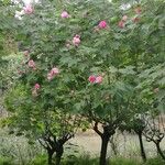 Hibiscus mutabilis Habitat