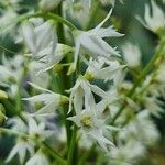 Stenanthium