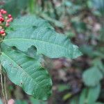 Ardisia guianensis Folha