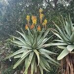 Aloe ferox Gyümölcs