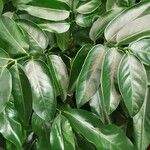 Castanospermum australe Frunză