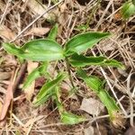 Commelina cyanea Hoja