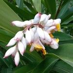 Alpinia zerumbet ফুল