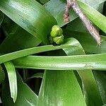 Tulipa sylvestris Ліст