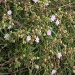 Spergularia rupicola Flower