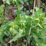 Euphorbia dulcis Hoja