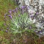 Lavandula pedunculata Hábitos