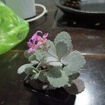 Kalanchoe pumila Hoja