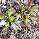 Senecio trifurcatus Hoja