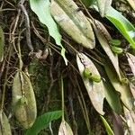 Acianthera pubescens Fruit