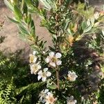 Leptospermum laevigatum Flor