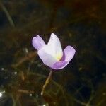 Utricularia purpurea Blüte