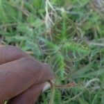 Chamaecrista hispidula Leaf