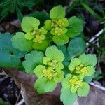 Chrysosplenium alternifolium Blüte