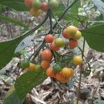 Solanum spirale Fruit