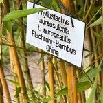 Phyllostachys aureosulcata অন্যান্য