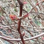 Spiraea japonica Blad