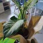 Dieffenbachia seguineLapas