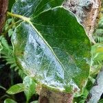 Ocotea obtusata Leaf