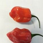 Capsicum chinense Fruit