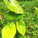 Homalomena cordata Leaf