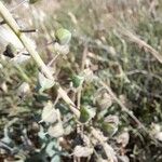 Muscari matritense Fruit