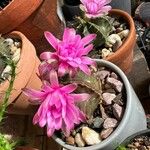 Gymnocalycium anisitsii Hoja