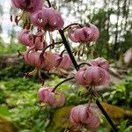 Lilium martagonFloro