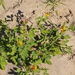 Crotalaria goreensis Habit