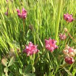 Trifolium depauperatum Hábito